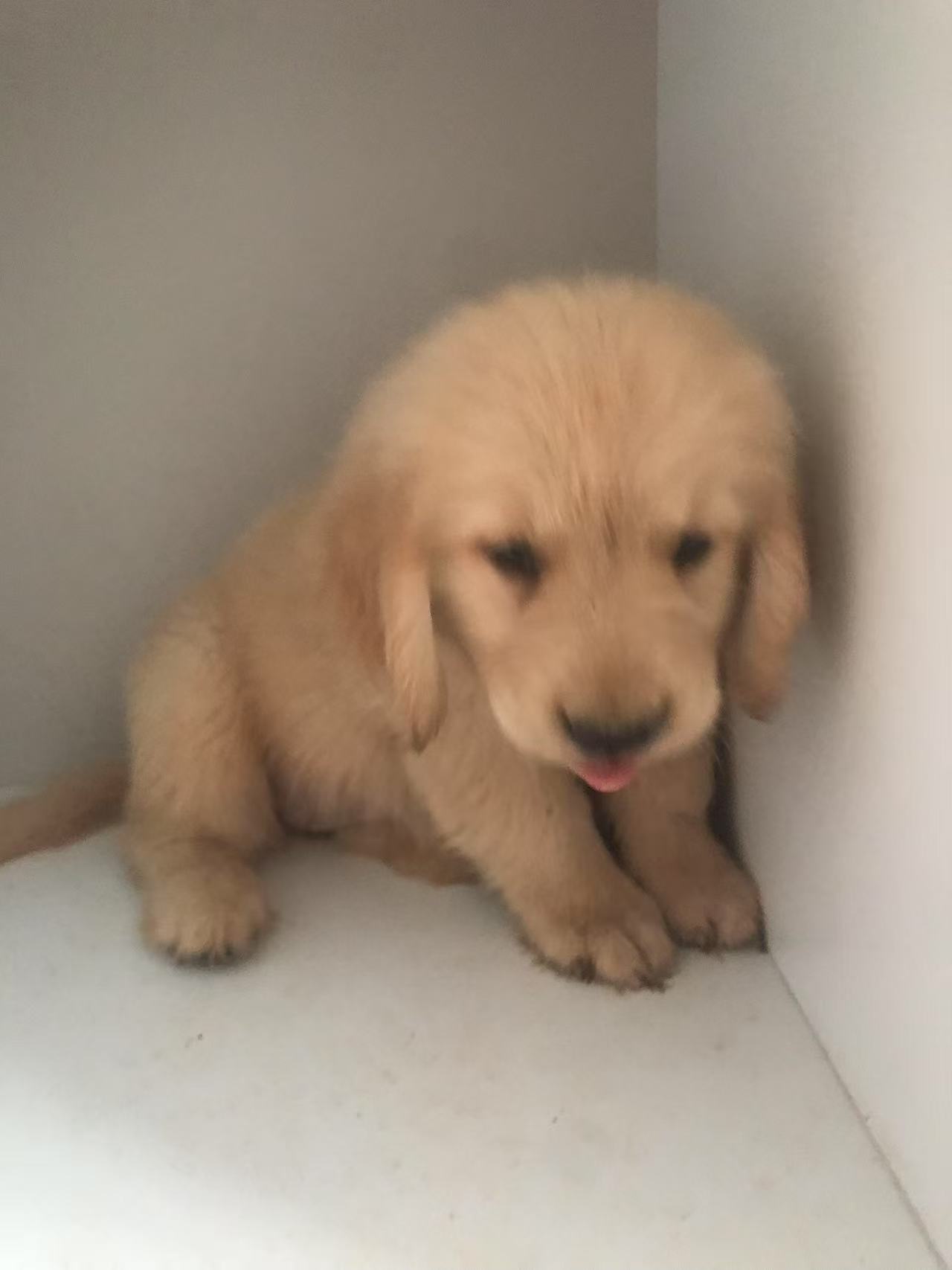 双血统金毛幼犬，要证书芯片费用单算